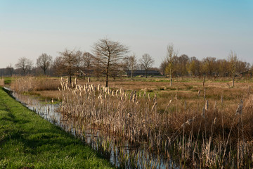 Sunny countryside with ditch and reed under blue sky.