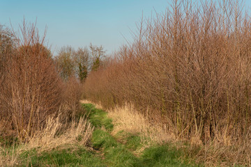 Grassy pathway through young forest in early spring.
