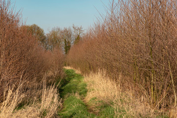 Grassy pathway through young forest in early spring.