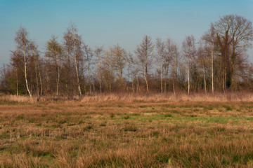 Sunny rural landscape with grasses and birch trees.