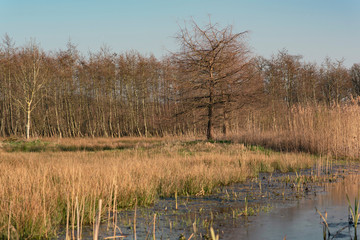 Ditch with reed and trees in sunny countryside in early spring.