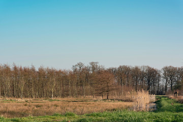 Ditch with reed and trees in sunny countryside in early spring.