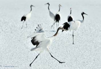 Dancing Cranes. The ritual marriage dance of cranes. The red-crowned crane. Scientific name: Grus japonensis, also called the Japanese crane or Manchurian crane, is a large East Asian Crane.