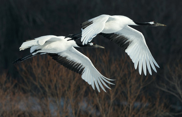 The red-crowned cranes in flight. Dark background of winter forest. Scientific name: Grus japonensis, also called the Japanese crane or Manchurian crane.