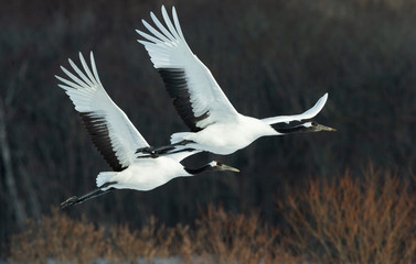 The red-crowned cranes in flight. Dark background of winter forest. Scientific name: Grus japonensis, also called the Japanese crane or Manchurian crane.