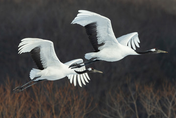 The red-crowned cranes in flight. Dark background of winter forest. Scientific name: Grus japonensis, also called the Japanese crane or Manchurian crane.