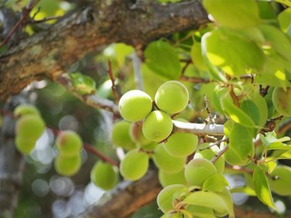 庭の梅の実　青梅