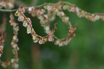 Rumex acetosa flowers (Common sorrel)