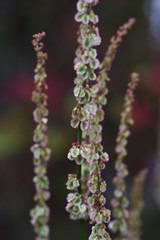 Obraz premium Rumex acetosa flowers (Common sorrel)