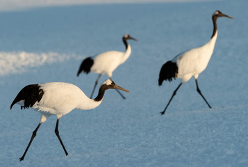 The red-crowned cranes. Scientific name: Grus japonensis, also called the Japanese crane or Manchurian crane, is a large East Asian crane. Winter season. Japan.