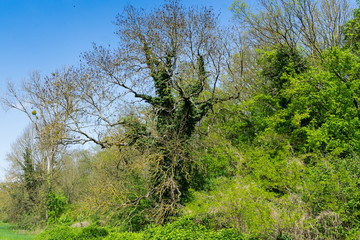 Obraz premium Landscape, beginning of a forest with old trees