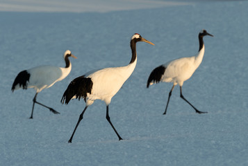 The red-crowned cranes. Scientific name: Grus japonensis, also called the Japanese crane or Manchurian crane, is a large East Asian crane. Winter season. Japan.