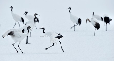 Fototapeta premium Dancing Cranes. The ritual marriage dance of cranes. The red-crowned crane. Scientific name: Grus japonensis, also called the Japanese crane or Manchurian crane, is a large East Asian Crane.