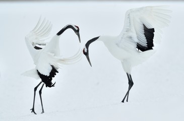 Dancing Cranes. The ritual marriage dance of cranes. The red-crowned crane. Scientific name: Grus japonensis, also called the Japanese crane or Manchurian crane, is a large East Asian Crane.