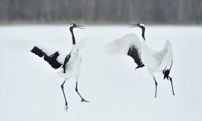 Dancing Cranes. The ritual marriage dance of cranes. The red-crowned crane. Scientific name: Grus japonensis, also called the Japanese crane or Manchurian crane, is a large East Asian Crane.