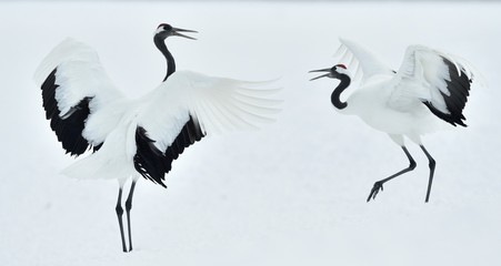 Dancing Cranes. The ritual marriage dance of cranes. The red-crowned crane. Scientific name: Grus japonensis, also called the Japanese crane or Manchurian crane, is a large East Asian Crane.