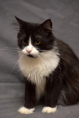 black cat with white breast on a gray background