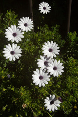 white dasies