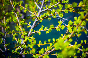 larch branches in early spring