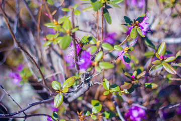 Bush rosemary with purple flowers