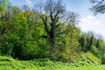 Landscape, beginning of a forest with old trees