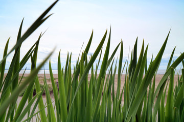 Green grass on blue sky background and beach line as background.