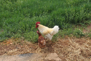 cock and hen