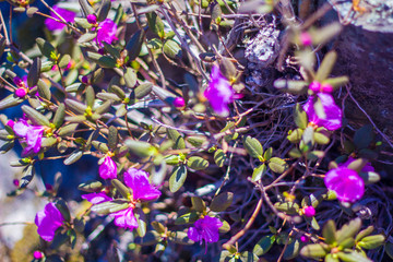 Bush rosemary with purple flowers