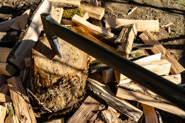 Ax with long handle for splitting stumps sticks out into large oak stump. Around oak stump lie firewood split with ax.