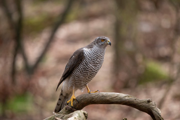 Goshawk, Accipiter gentilis