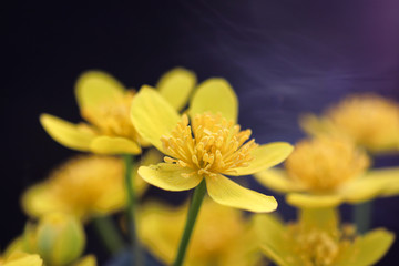 Obraz na płótnie Canvas Close up of yellow flower