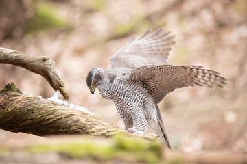 Goshawk, Accipiter gentilis