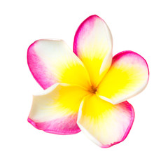 Pink and yellow plumeria flower