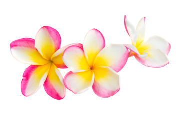 Pink and yellow plumeria flowers