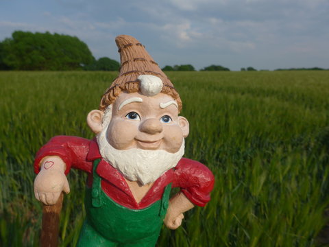 Funny garden gnome in front of a green cornfield (not copyrighted)