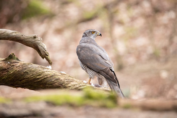 Goshawk, Accipiter gentilis