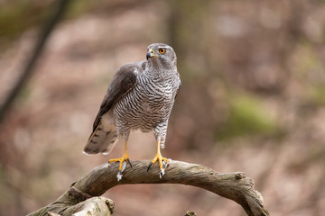 Goshawk, Accipiter gentilis