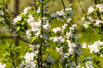 Blooming orchard of pear and apple trees