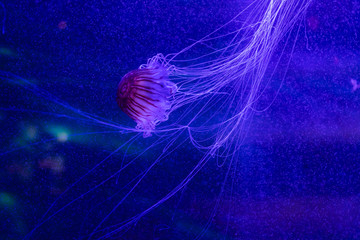 Jellyfish in an aquarium