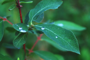 Close up view of water drops on green leaf