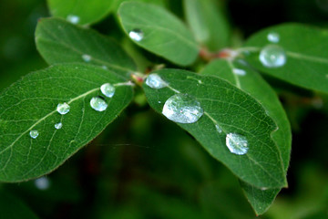 Close up view of water drops on green leaf. Real forest