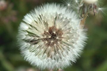 Close up view of Dandelion white flower