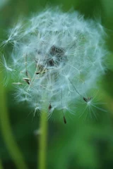 Foto op Canvas Close up view of Dandelion white flower © BusyPic