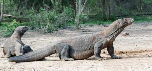 Komodo dragons. Scientific name: Varanus Komodoensis. Natural habitat. Indonesia. Rinca Island.
