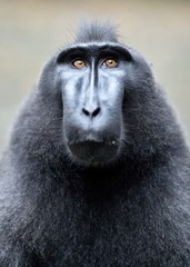The Celebes crested macaque . Close up portrait. Crested black macaque, Sulawesi crested macaque, or the black ape.  Natural habitat. Sulawesi. Indonesia.