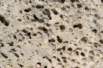 Brown stone wall, background, texture. Sea stone with shells.