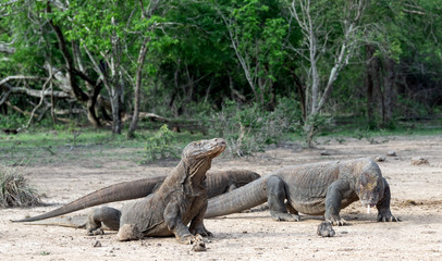 Komodo dragons. Scientific name: Varanus Komodoensis. Natural habitat. Indonesia. Rinca Island.