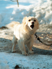 dog guards the house