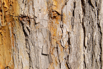 Old tree bark texture background closeup.