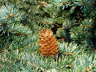 Obraz premium forest cone